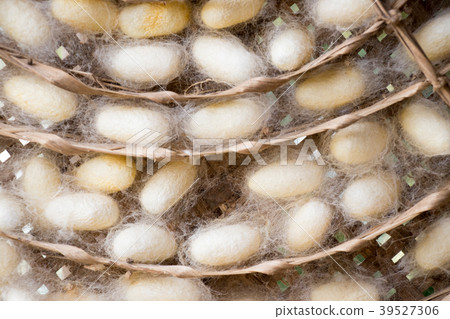 Closed up of group white cocoon of silk worm Closed up of group white cocoon of silk worm 39527306