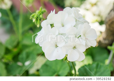 White Geranium flower in a garden. 39528192