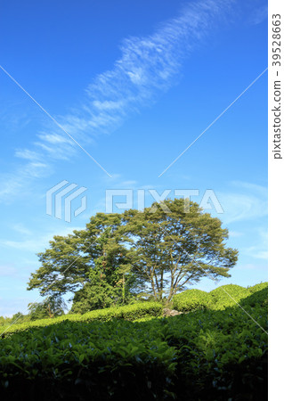 風景秀麗（靜岡縣，富士山，夏天） 39528663
