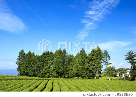 風景秀麗（靜岡縣，富士山，夏天） 39528680