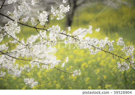 Flowers 39528904