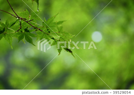 Fresh green 39529054