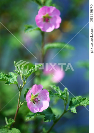 Anisodontea花將繼續開花直到秋天 Anisodontea花將繼續開花直到秋天 39529670