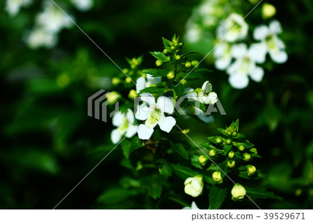 Angelonia白花 Angelonia白花 39529671