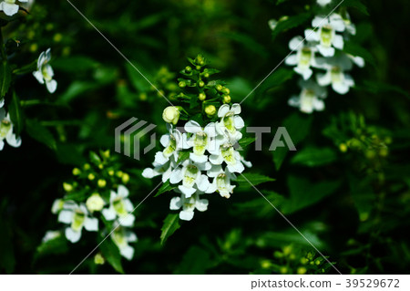 Angelonia白花 Angelonia白花 39529672