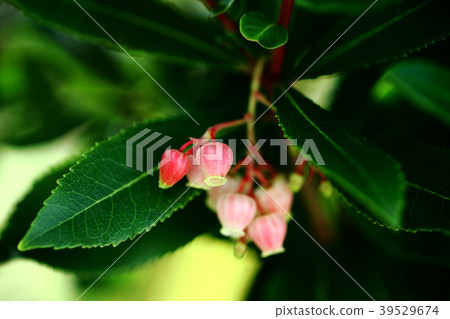草莓開花綻放 草莓開花綻放 39529674