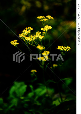 奧米娜的花 奧米娜的花 39529676