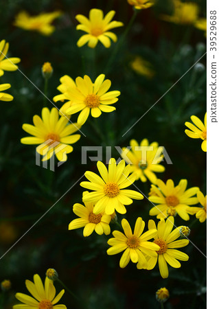 Dahlberg Daisy flowers 39529688