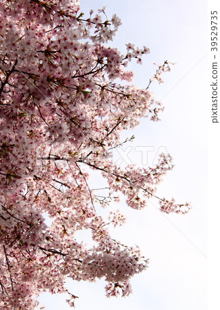 Cherry blossoms 108 Cherry blossoms 108 39529735