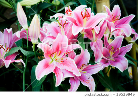 lilly pink flowers in the nature garden romance lilly pink flowers in the nature garden romance 39529949