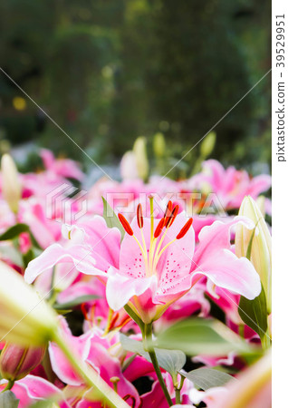 lilly pink flowers in the nature garden romance  39529951