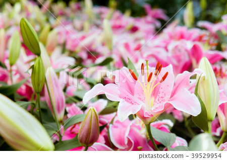 lilly pink flowers in the nature garden romance lilly pink flowers in the nature garden romance 39529954