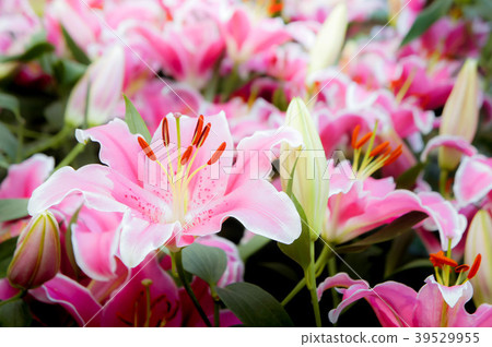 lilly pink flowers in the nature garden romance lilly pink flowers in the nature garden romance 39529955