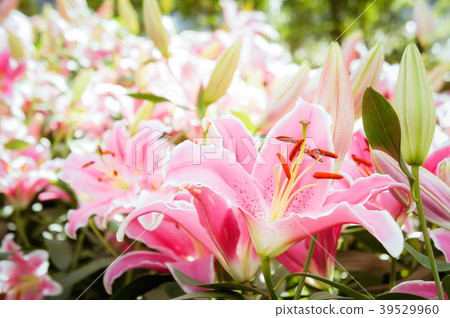 lilly pink flowers in the nature garden romance  39529960