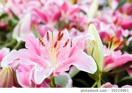 lilly pink flowers in the nature garden romance 39529961