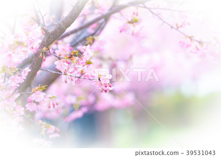 Photograph of Kawazu cherry blossoms in Kushimachi, Fushimi-ku, Kyoto Photograph of Kawazu cherry blossoms in Kushimachi, Fushimi-ku, Kyoto 39531043
