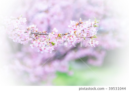 Kushazu櫻花的照片在Kushimachi，伏見區，京都 39531044