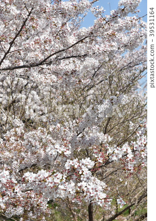 Cherry blossoms of Nogawa Cherry blossoms of Nogawa 39531164