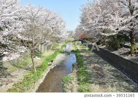 Nogawa的櫻花 Nogawa的櫻花 39531165