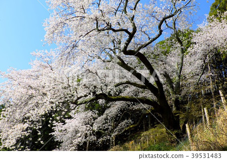 Oyama Sakura 39531483