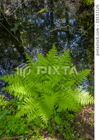 Bunch of ferns in shadow Bunch of ferns in shadow 39531526
