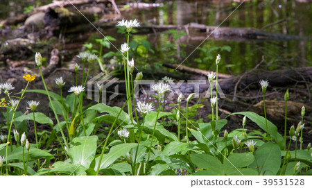 Floral bed of flowering ramson Floral bed of flowering ramson 39531528