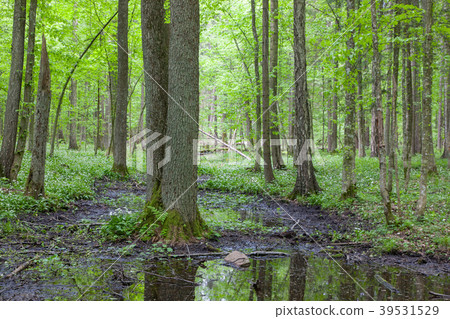 Late spring deciduous wetland with water Late spring deciduous wetland with water 39531529