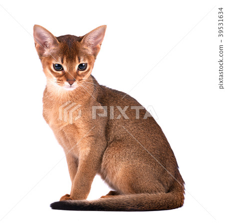 One domestic cat of Abyssinian breed with yellow One domestic cat of Abyssinian breed with yellow 39531634