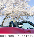Open car and cherry blossom Open car and cherry blossom 39531659