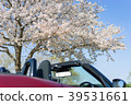 Open car and cherry blossom Open car and cherry blossom 39531661