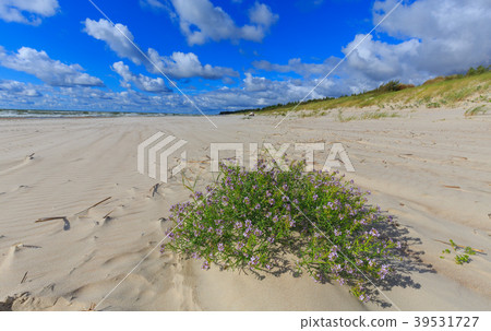 Empty beach and clomp of blue flowers 39531727