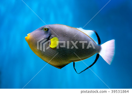 Photo of exclusive Triggerfish Photo of exclusive Triggerfish 39531864