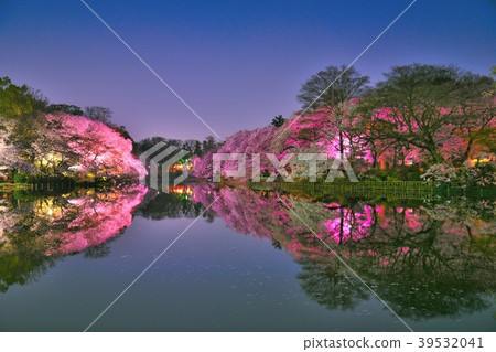 點燃了Inokashira恩施公園的櫻花 39532041
