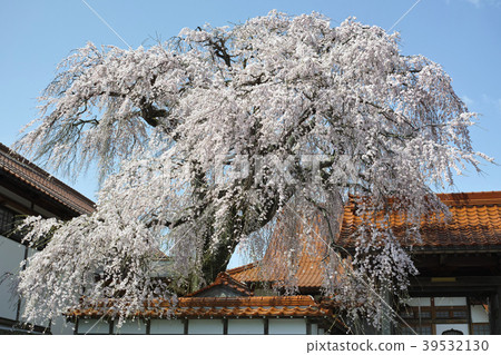 倉吉的大枝垂櫻 倉吉的大枝垂櫻 39532130