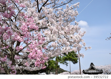 死棕色櫻桃樹 死棕色櫻桃樹 39532722