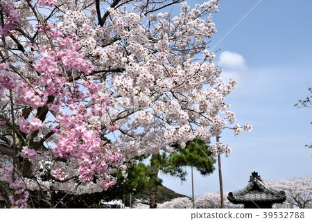 死棕色櫻桃樹 39532788