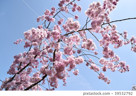 死棕色櫻桃樹 死棕色櫻桃樹 39532792