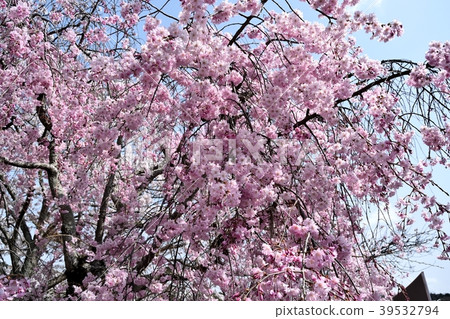 死棕色櫻桃樹 39532794