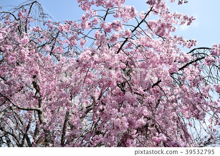 死棕色櫻桃樹 死棕色櫻桃樹 39532795