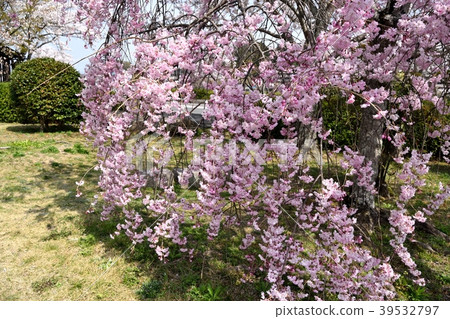死棕色櫻桃樹 死棕色櫻桃樹 39532797