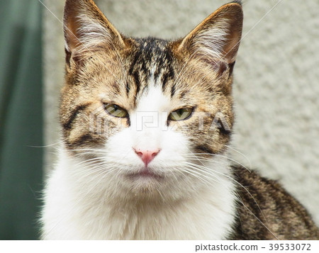Cat 1-7 Cat 1-7 39533072