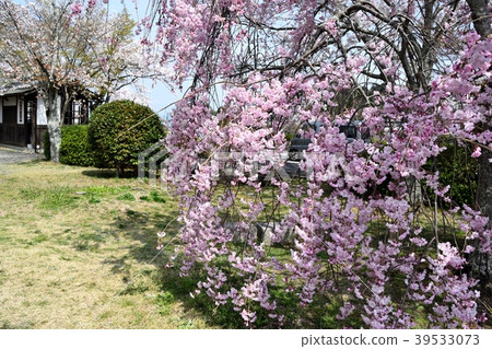 Dead brown cherry tree Dead brown cherry tree 39533073