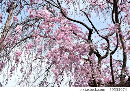 死棕色櫻桃樹 死棕色櫻桃樹 39533074