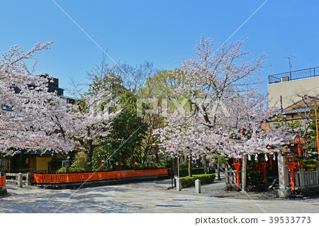 京都祗園櫻花在白川鄉 京都祗園櫻花在白川鄉 39533773