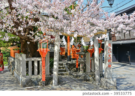 京都祗園櫻花在白川鄉 京都祗園櫻花在白川鄉 39533775