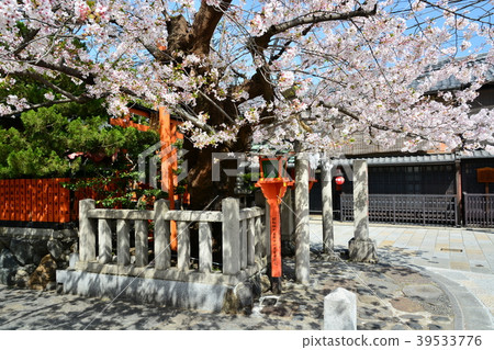 Kyoto Gion Sakura in Shirakawa Kyoto Gion Sakura in Shirakawa 39533776