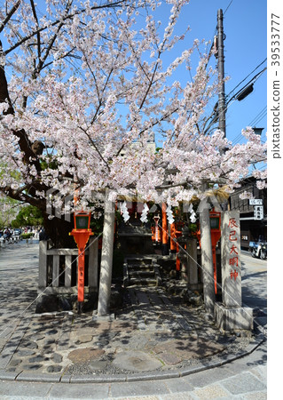 京都祗園櫻花在白川鄉 京都祗園櫻花在白川鄉 39533777
