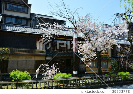 京都祗園櫻花在白川鄉 京都祗園櫻花在白川鄉 39533778