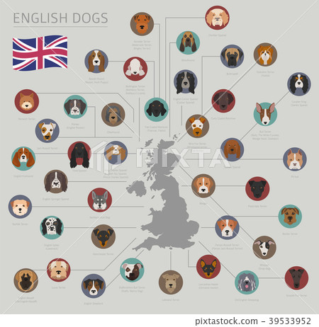 Dogs by country of origin. English dog breeds 39533952