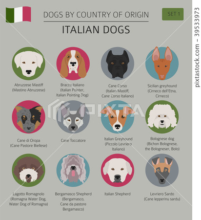 Dogs by country of origin. Italian dog breeds. 39533973